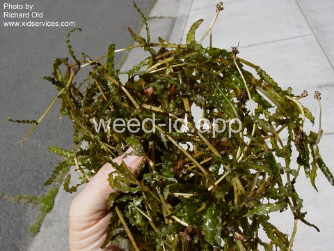 pondweed, curlyleaf